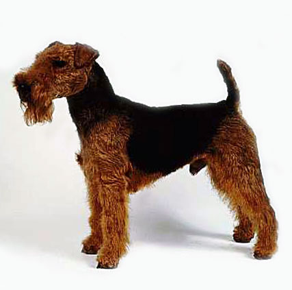 TERRIER DIN WELSH